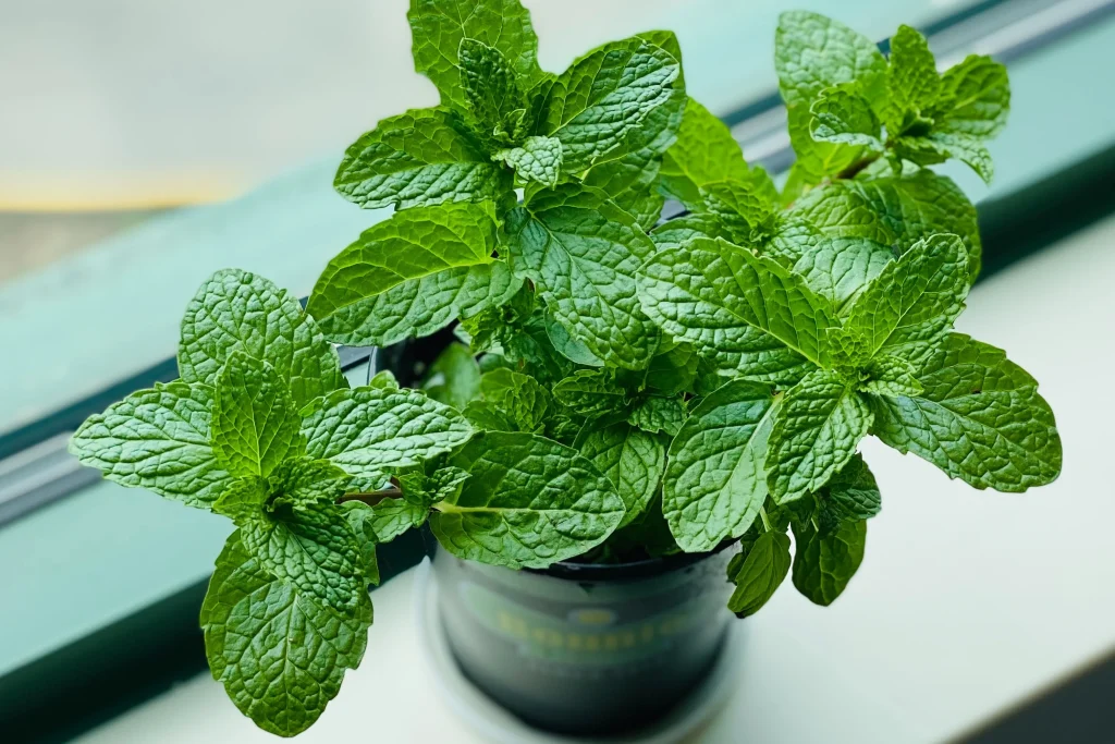Aromáticas que atraen vida