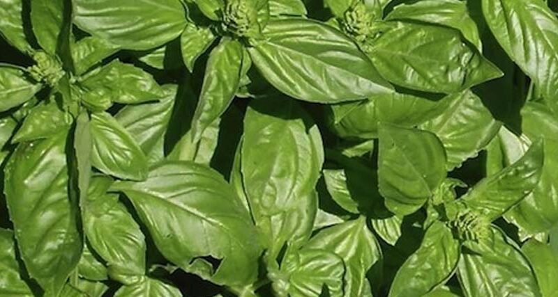 Aromáticas que atraen vida