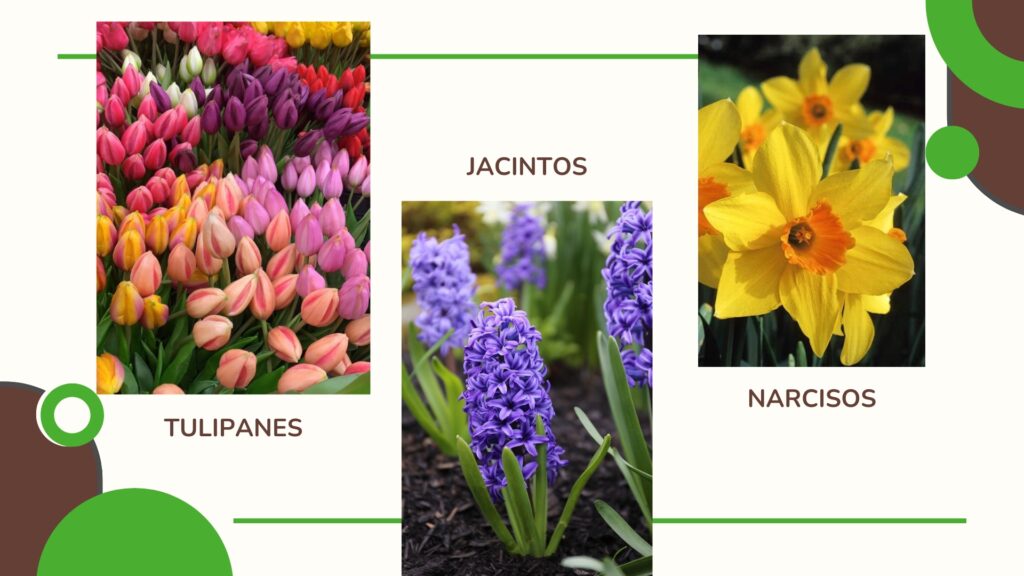 Tips para cuidar tu jardín en otoño