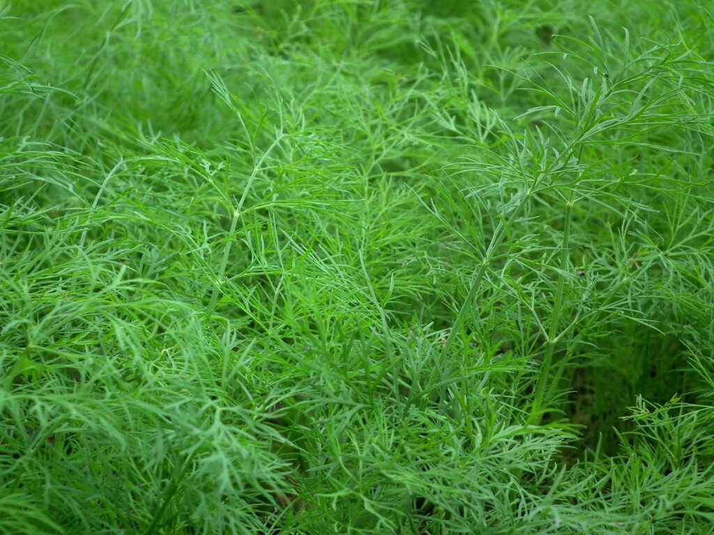 Aromáticas que atraen vida
