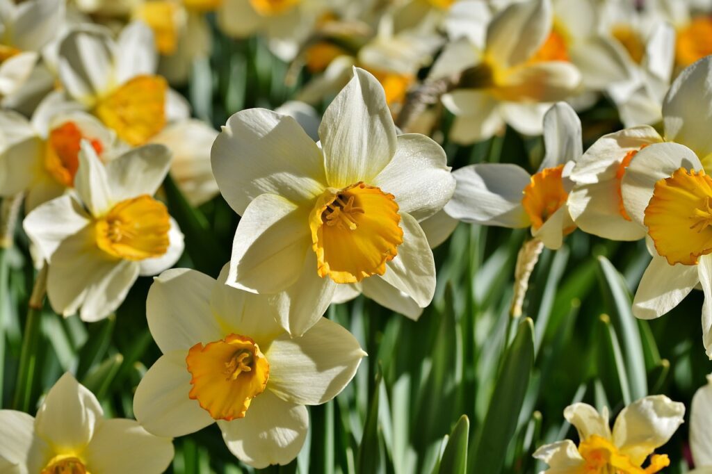 daffodil gc88c7a995 1280