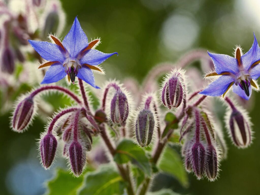 Aromáticas que atraen vida