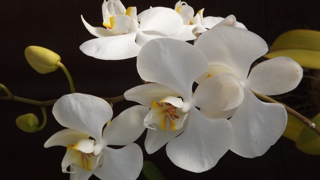 orchid 188633 1280