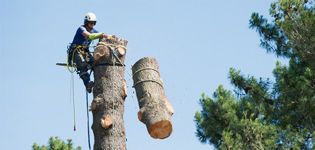 seguridad en poda en altura arboricultura 136 big